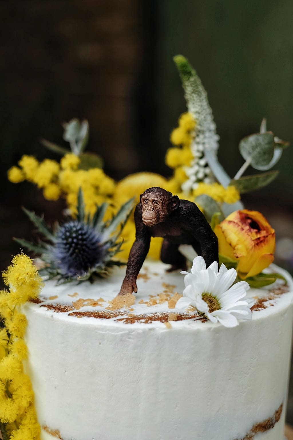 Singe mimosa